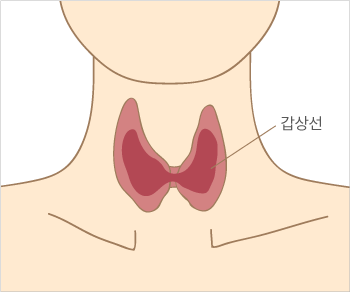 hiu_thyroid_illust_12_1